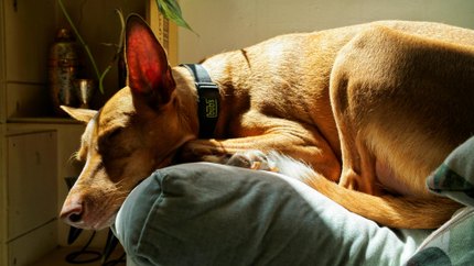 Podenco Andalou