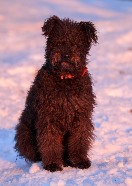 Pumi