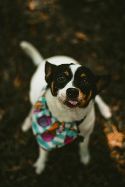 Rat Terrier