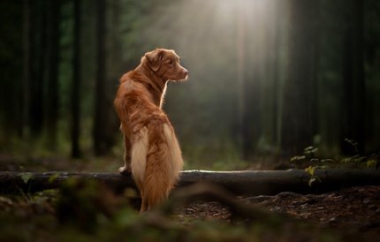 Retriever de la Nouvelle-Écosse