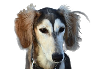 Saluki
