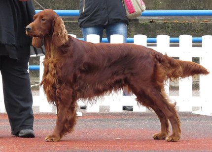 Setter Irlandais Rouge