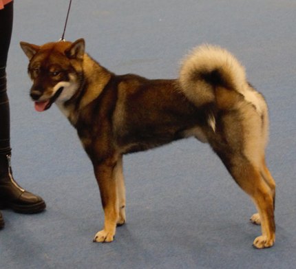 Shikoku