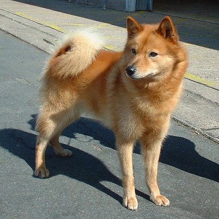 Spitz Finlandais