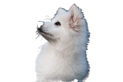 Spitz Japonais