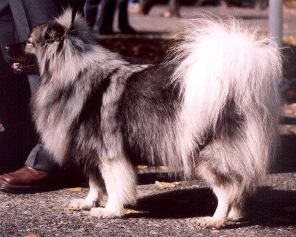 Spitz Loup