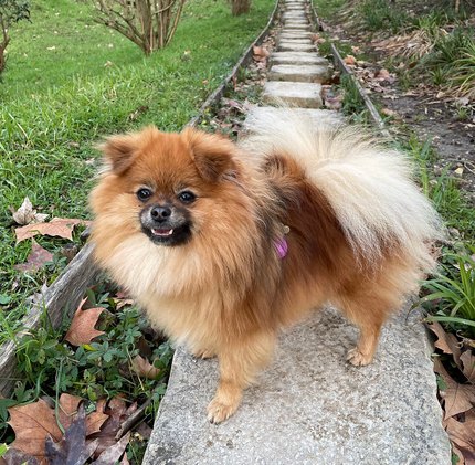 Spitz Nain