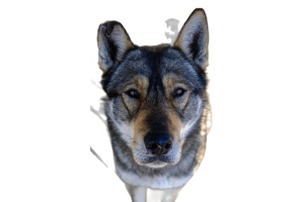 Tamaskan