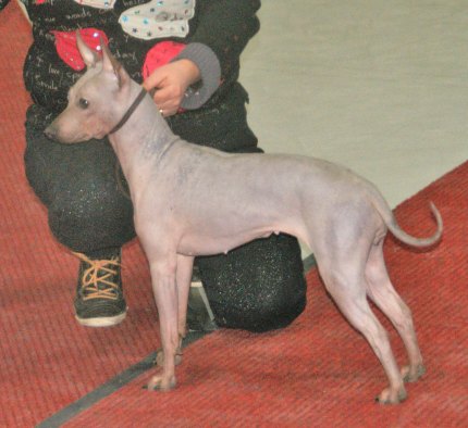Terrier Américain Sans Poils