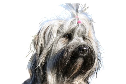 Briard