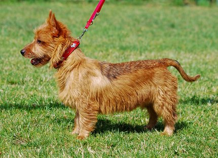 Terrier Australien