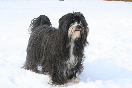 Terrier du Tibet