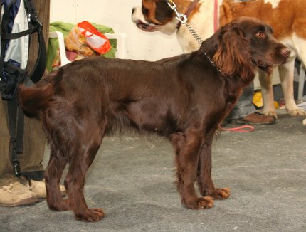 Wachtelhund