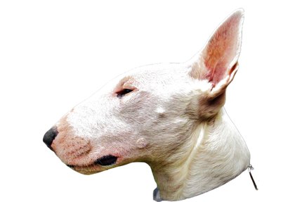 Bull Terrier