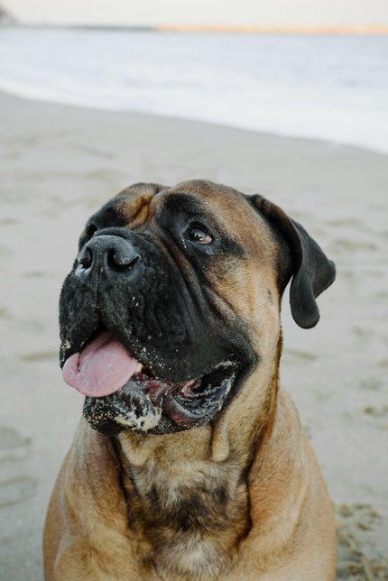 Bullmastiff