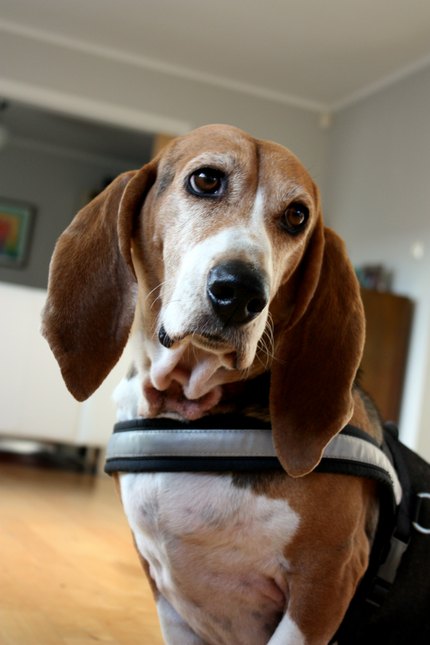 Basset Artésien-Normand