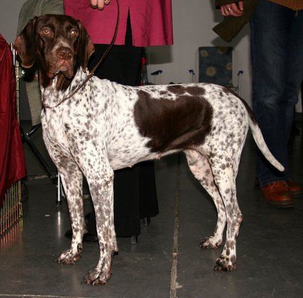 Ancien Chien d'Arrêt Danois