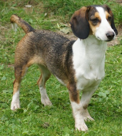Basset de Westphalie
