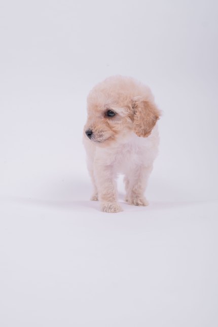 Caniche