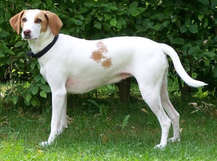 Chien Courant d'Istrie à Poil Ras