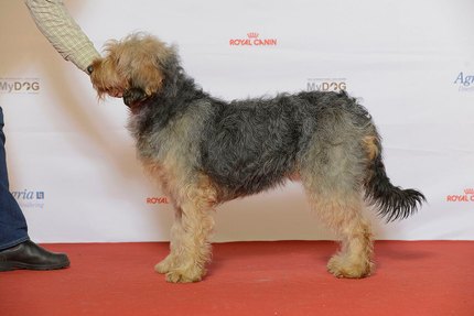Chien Courant de Bosnie