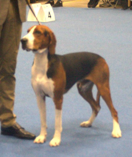 Chien Courant de Hamilton
