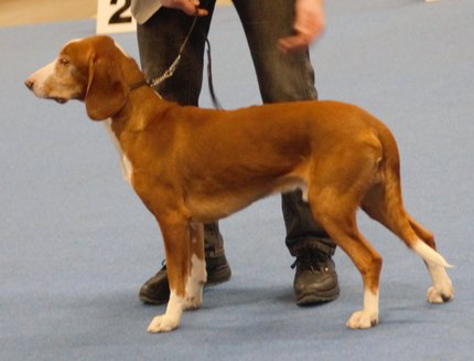 Chien Courant de Posavatz