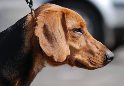 Chien Courant de Schiller