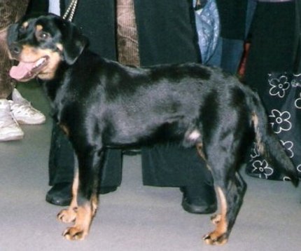 Chien Courant du Småland