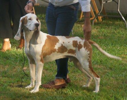 Chien Courant Espagnol