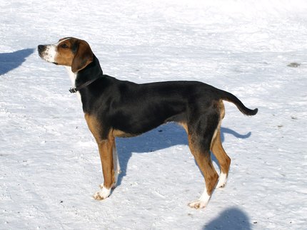 Chien Courant Finnois