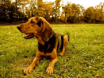 Chien Courant Grec