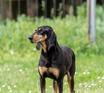 Chien Courant Italien