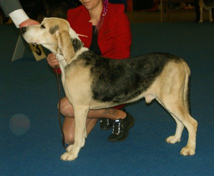 Chien Courant Norvégien