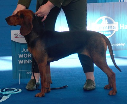 Chien Courant Serbe