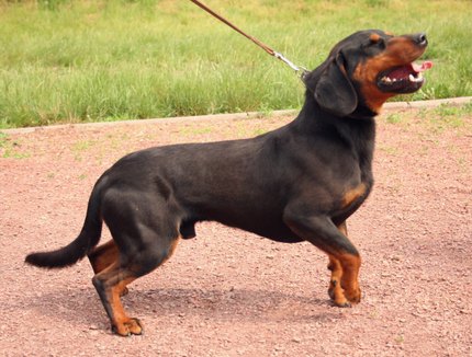 Chien Courant Slovaque