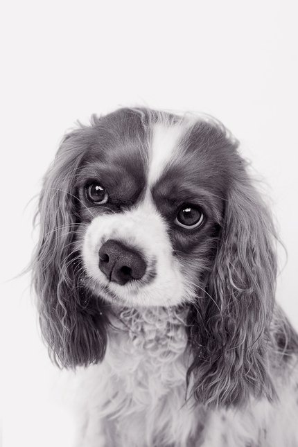 Cavalier King Charles