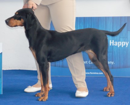 Chien Courant Yougoslave de Montagne