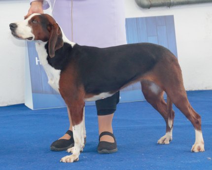 Chien Courant Yougoslave Tricolore