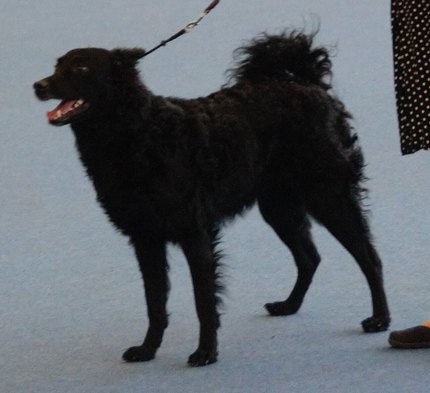 Chien de Berger de Croatie