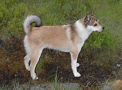Chien Norvégien de Macareux