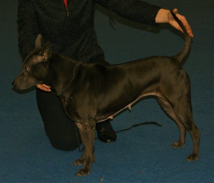 Chien Thaïlandais