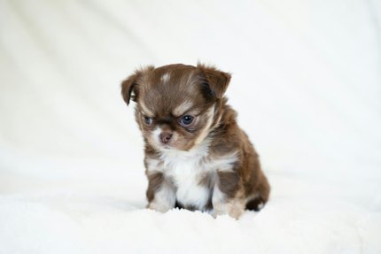 Chihuahua