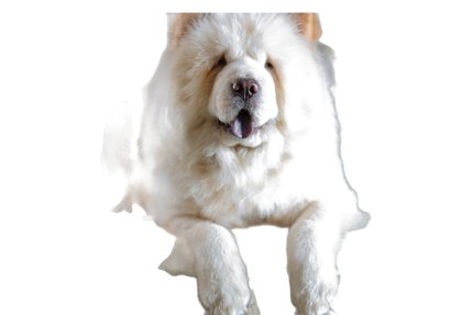 Chow Chow