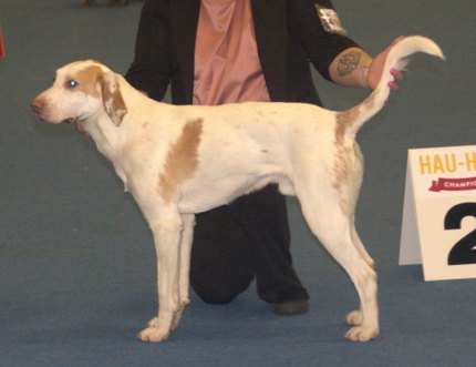 Foxhound Américain