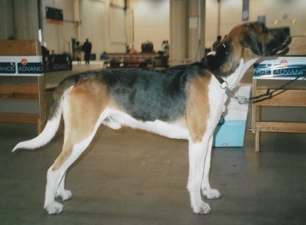 Foxhound Anglais