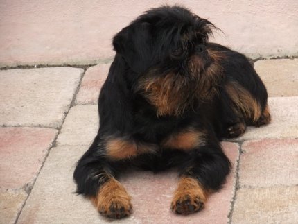 Griffon Belge
