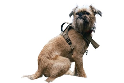 Griffon Bruxellois