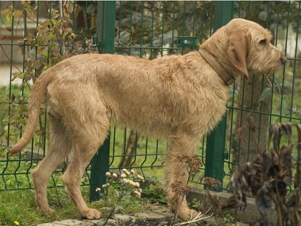 Griffon Fauve de Bretagne
