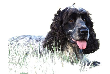 Cocker Spaniel Anglais